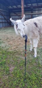 LEKI Makalu FX Carbon with Llama