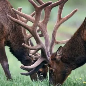 Elk Grand Canyon in July antlers deer grass feed