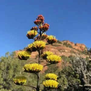 Spring blossoms bright yellow flowers in Sedona