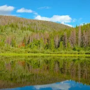 A water reflection emulates a mirror of the surrounding trees