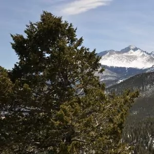 A deciduous tree in front of snowy mountains in Rocky Mountain National Park