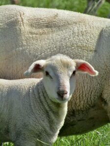 merino sheep