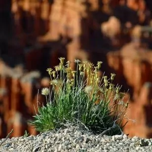 Summer desert flowers burst through the rock to bloom nice yellows.